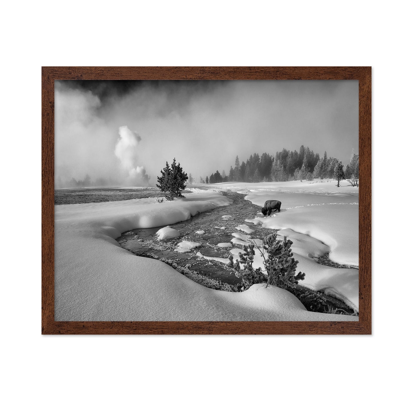 Winter Bison Stream