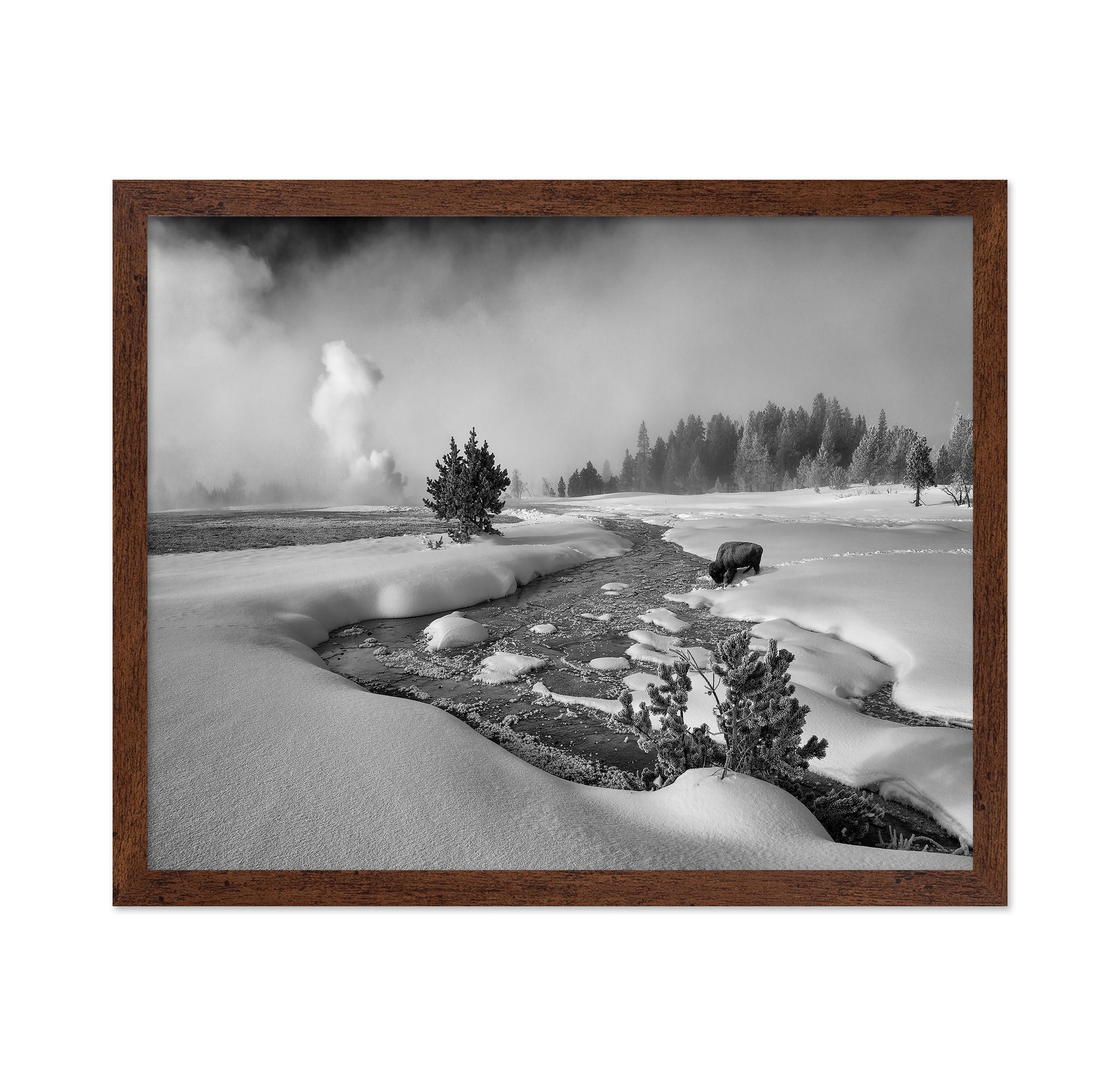 Winter Bison Stream