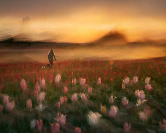 Sunset Tulip Walk