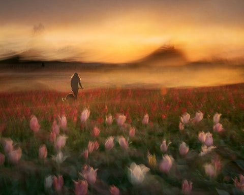 Sunset Tulip Walk