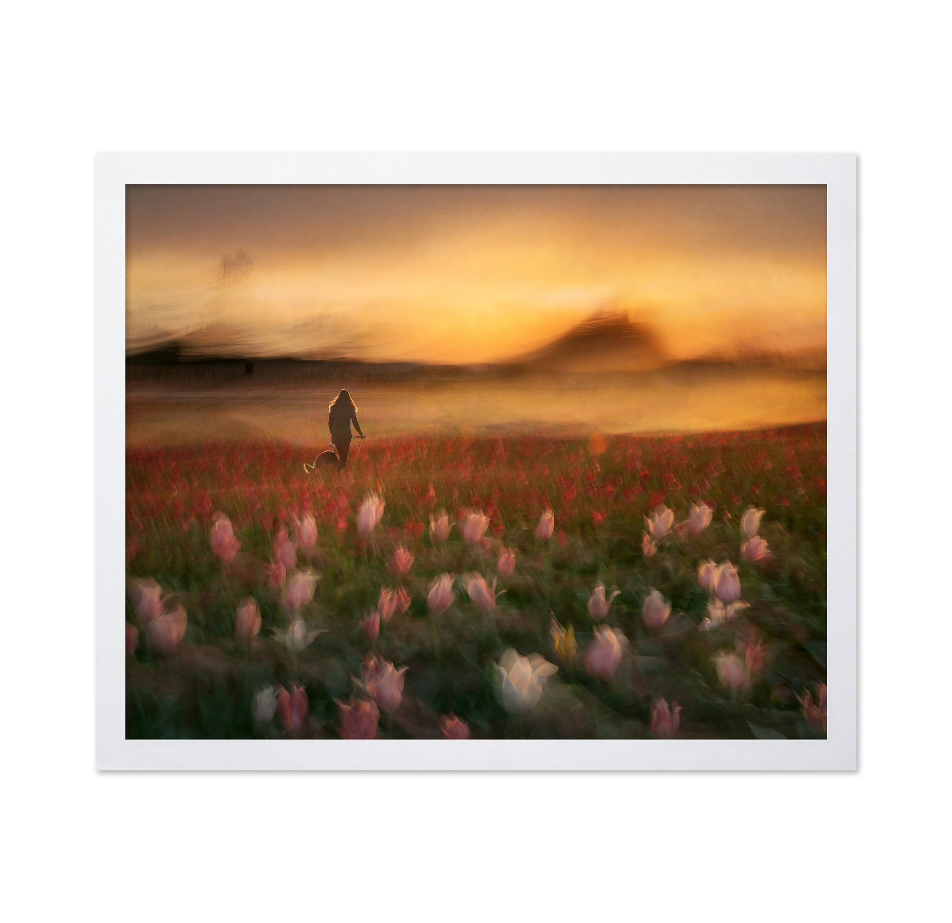 Sunset Tulip Walk