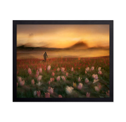 Sunset Tulip Walk