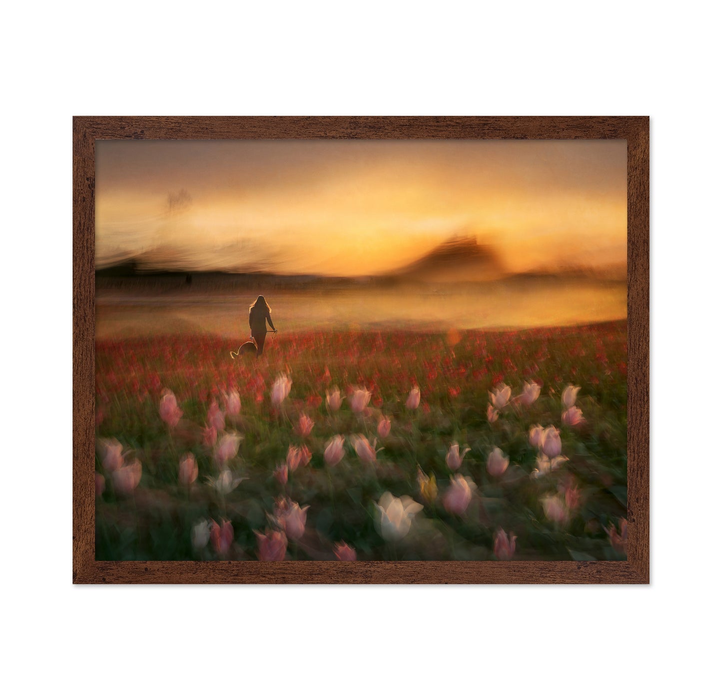 Sunset Tulip Walk