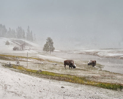 Snowy Bison Valley