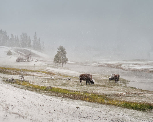 Snowy Bison Valley