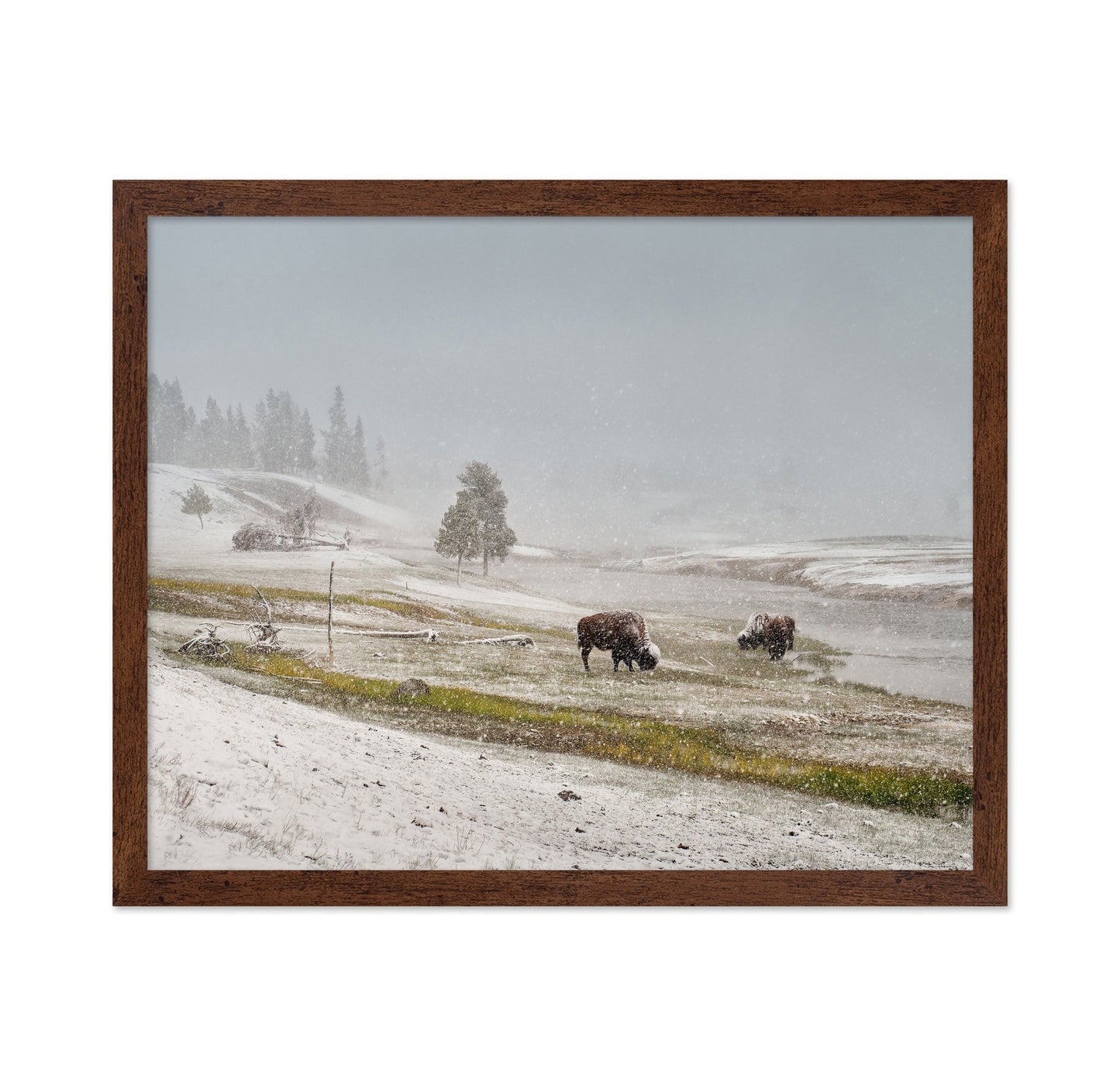Snowy Bison Valley