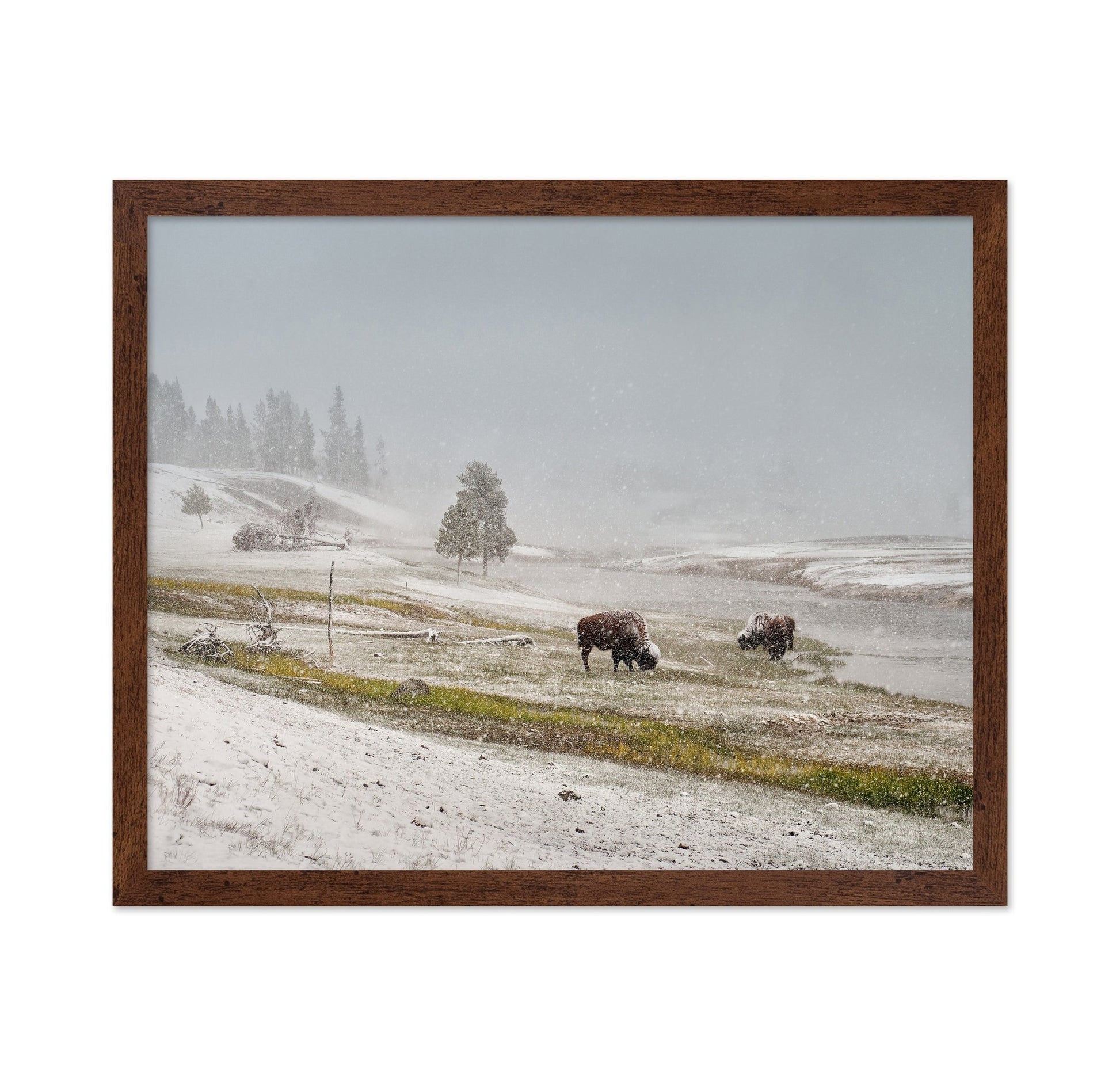 Snowy Bison Valley