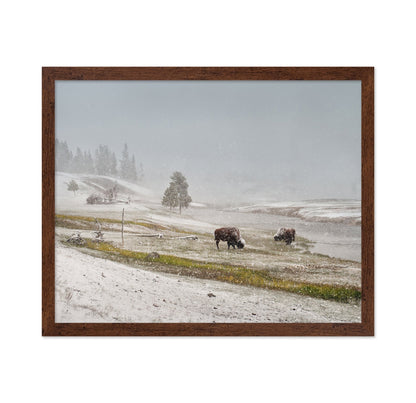 Snowy Bison Valley