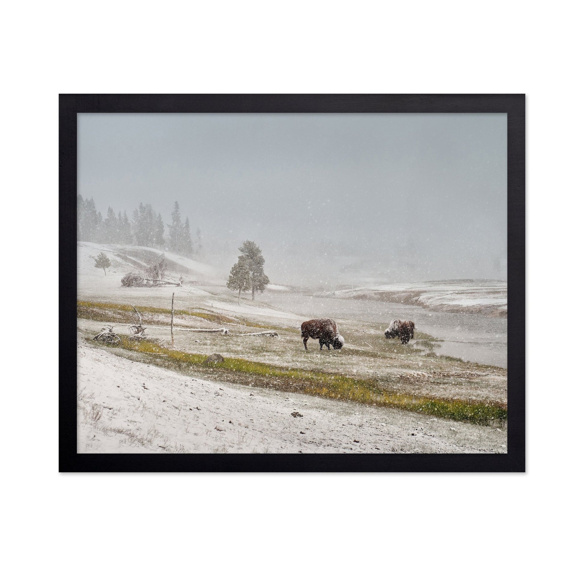 Snowy Bison Valley