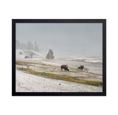 Snowy Bison Valley