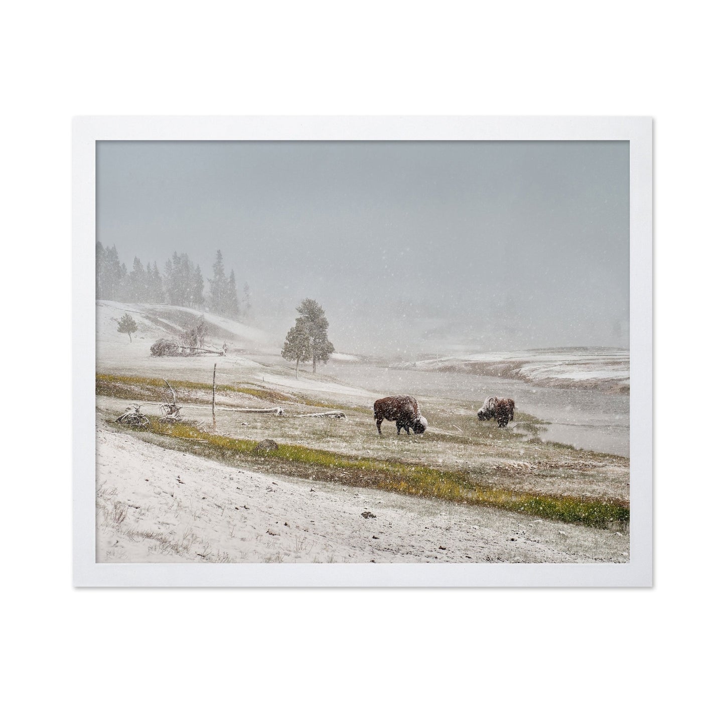Snowy Bison Valley