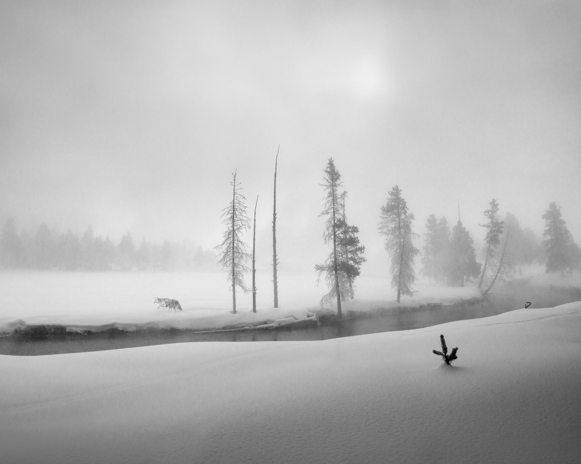 Silent Winter Wolf