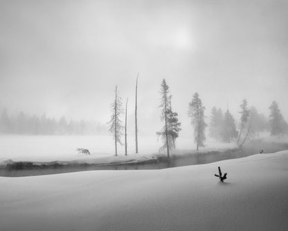 Silent Winter Wolf