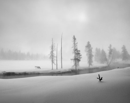 Silent Winter Wolf