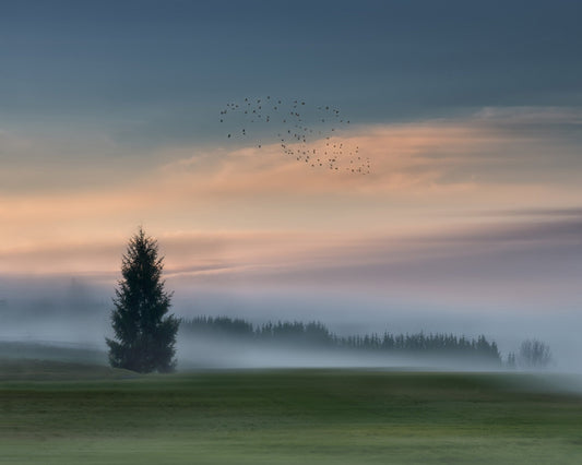Misty Dawn Flight No2