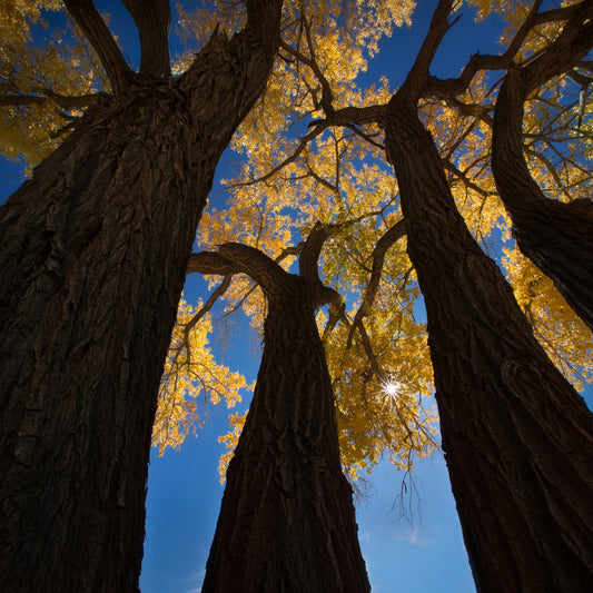 Golden Canopy
