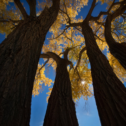 Golden Canopy