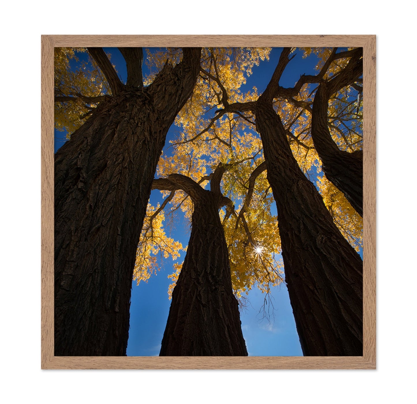 Golden Canopy