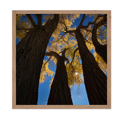 Golden Canopy