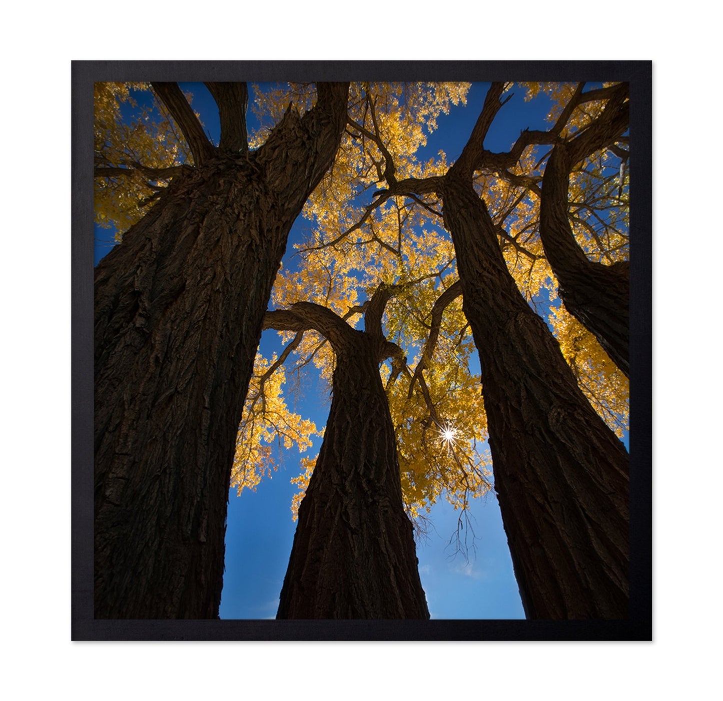 Golden Canopy