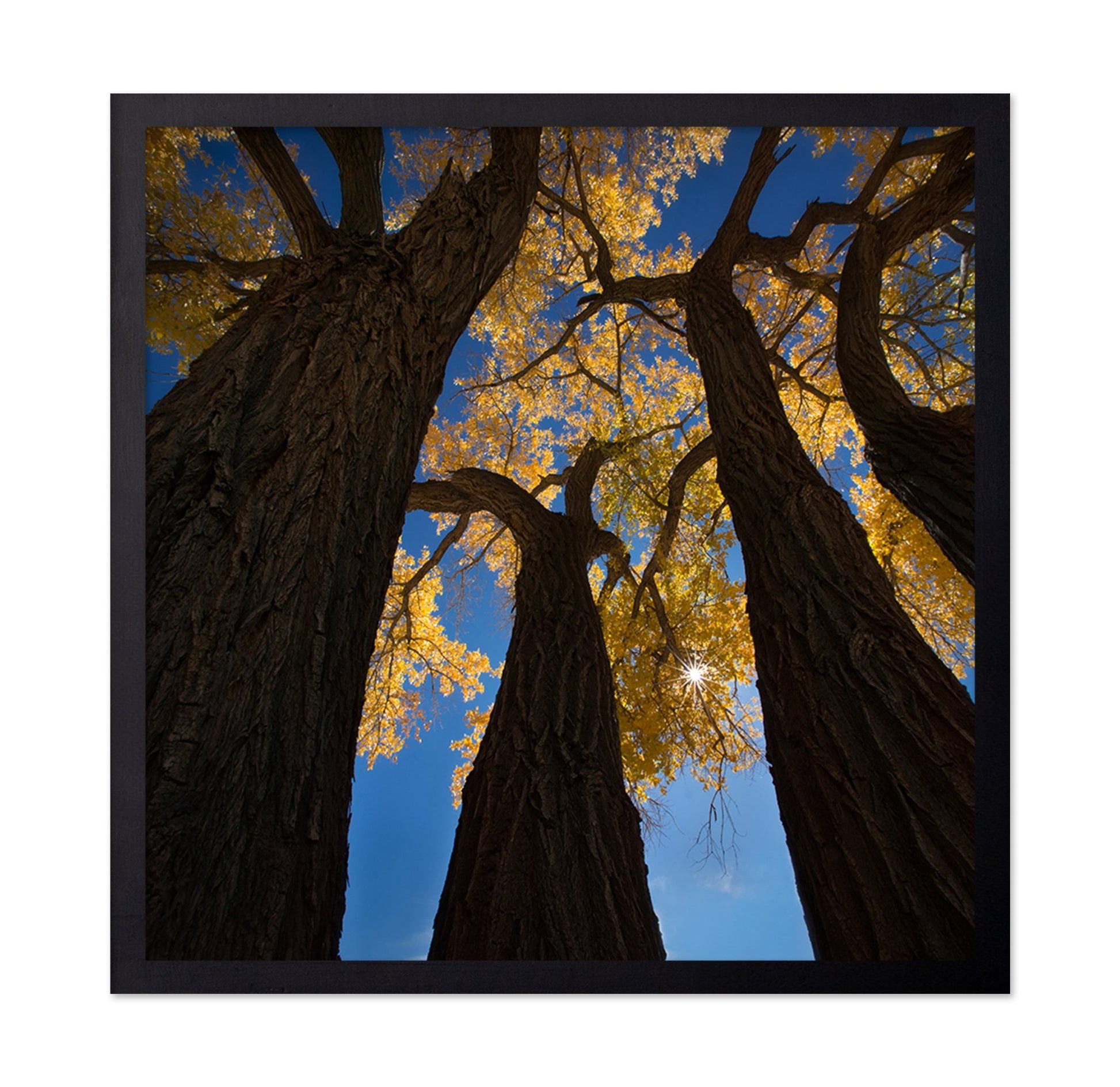 Golden Canopy