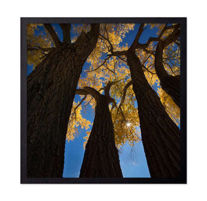 Golden Canopy