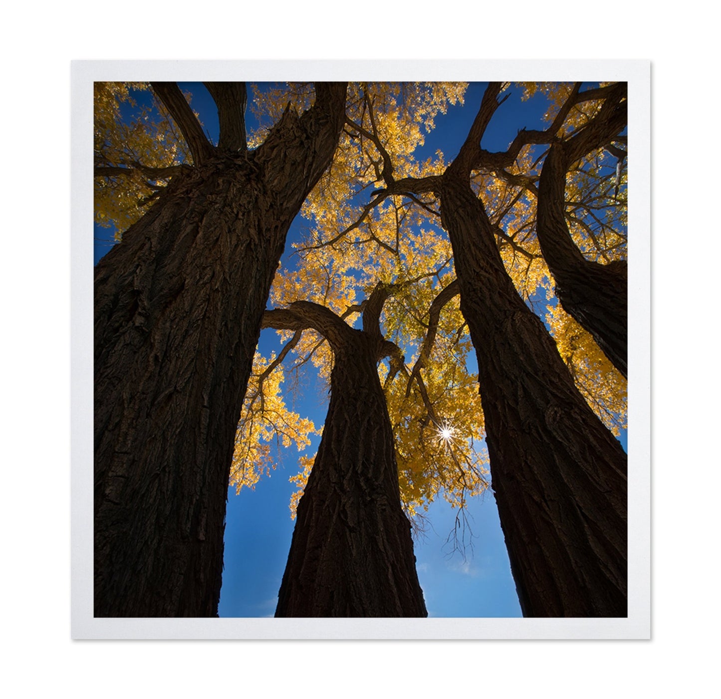 Golden Canopy