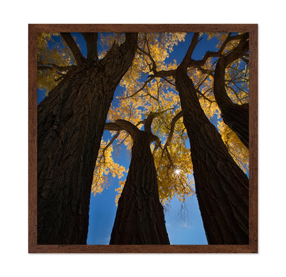 Golden Canopy