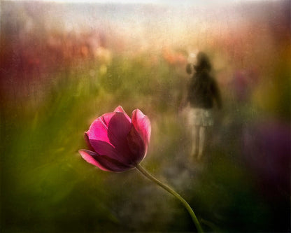Dreaming Tulip