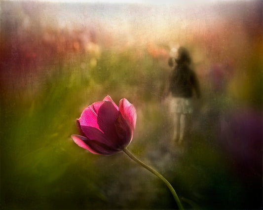 Dreaming Tulip