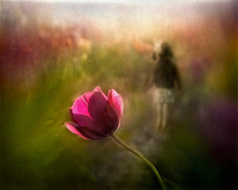 Dreaming Tulip
