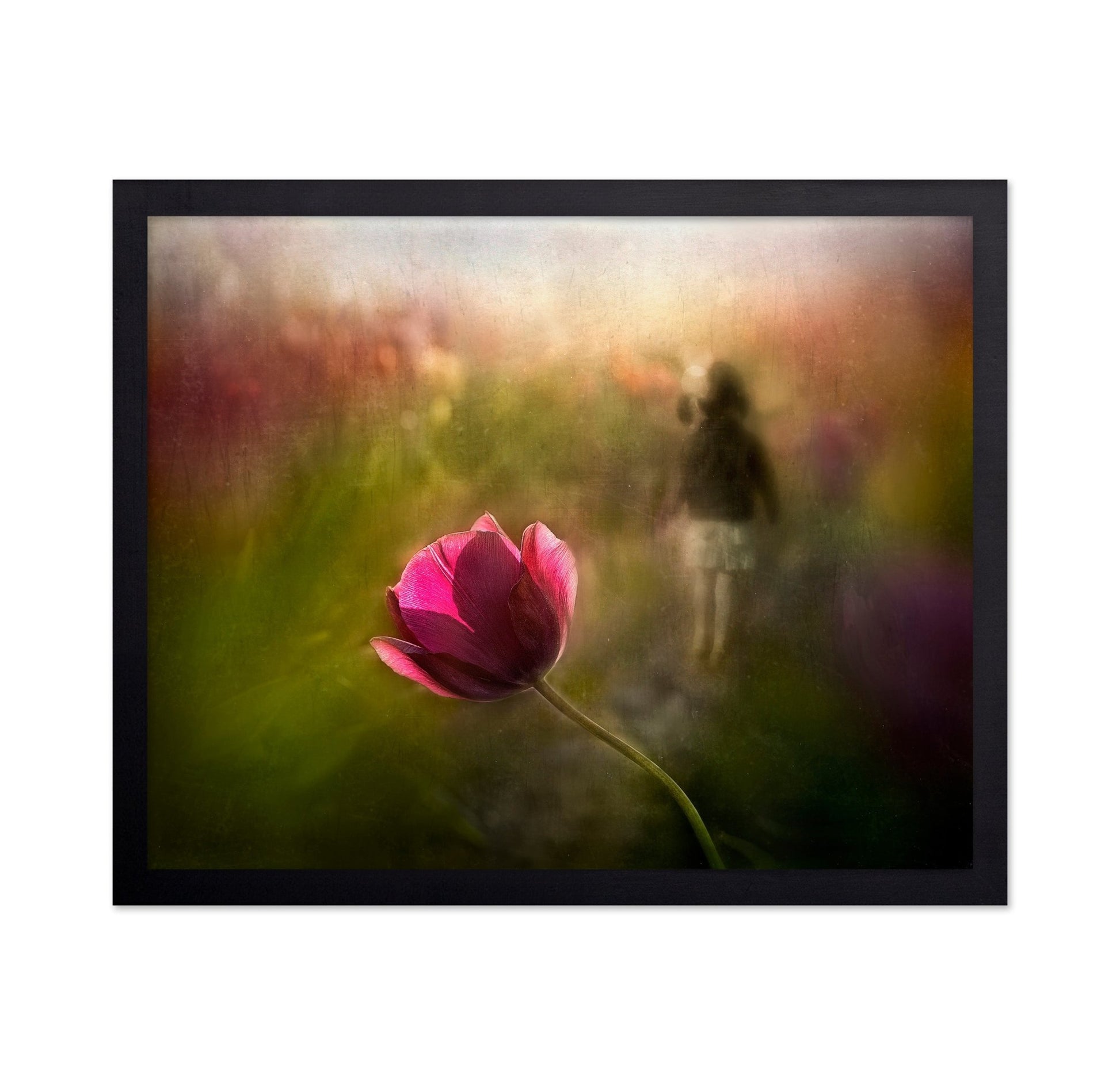 Dreaming Tulip
