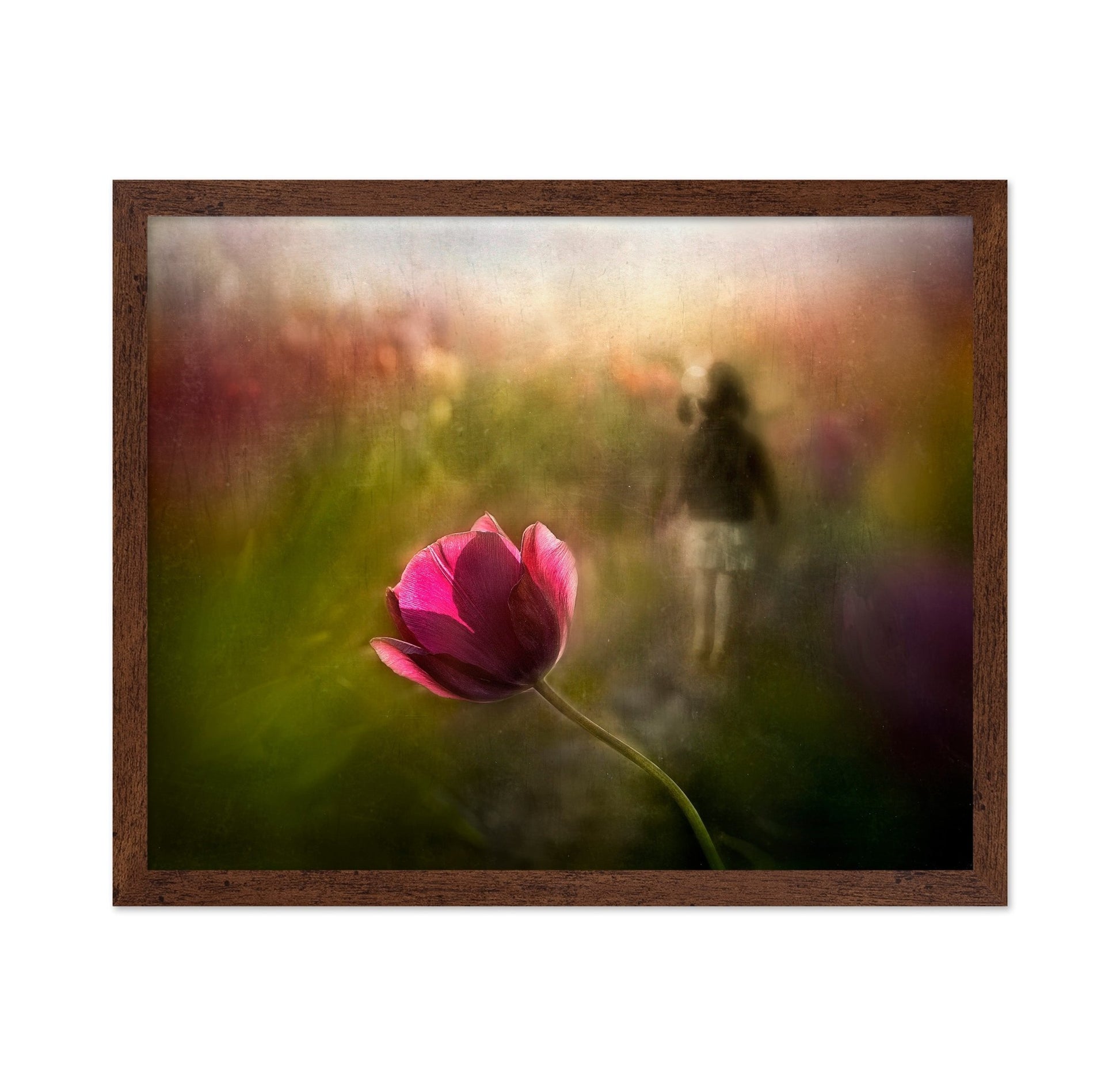 Dreaming Tulip