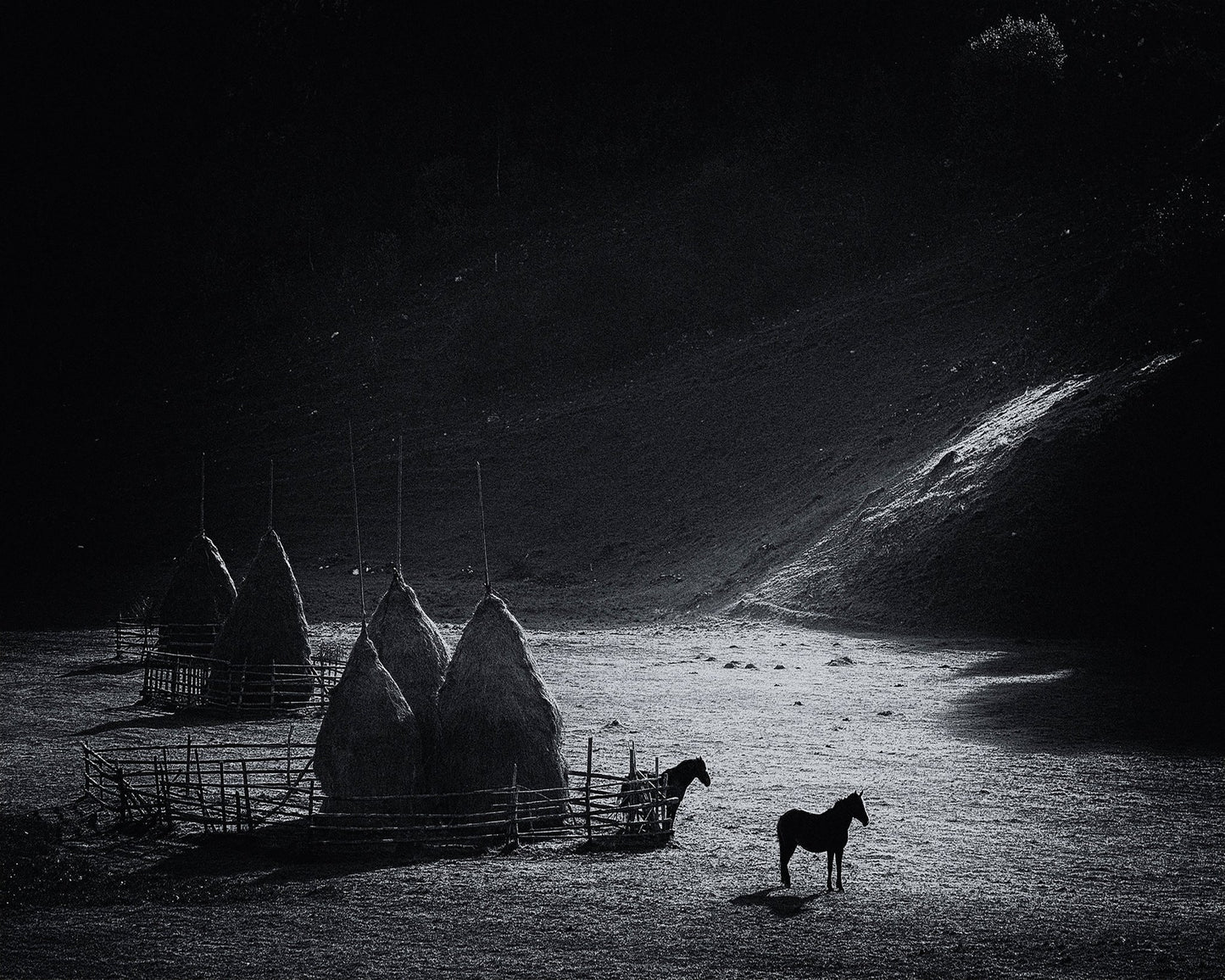 Silent Valley Horses