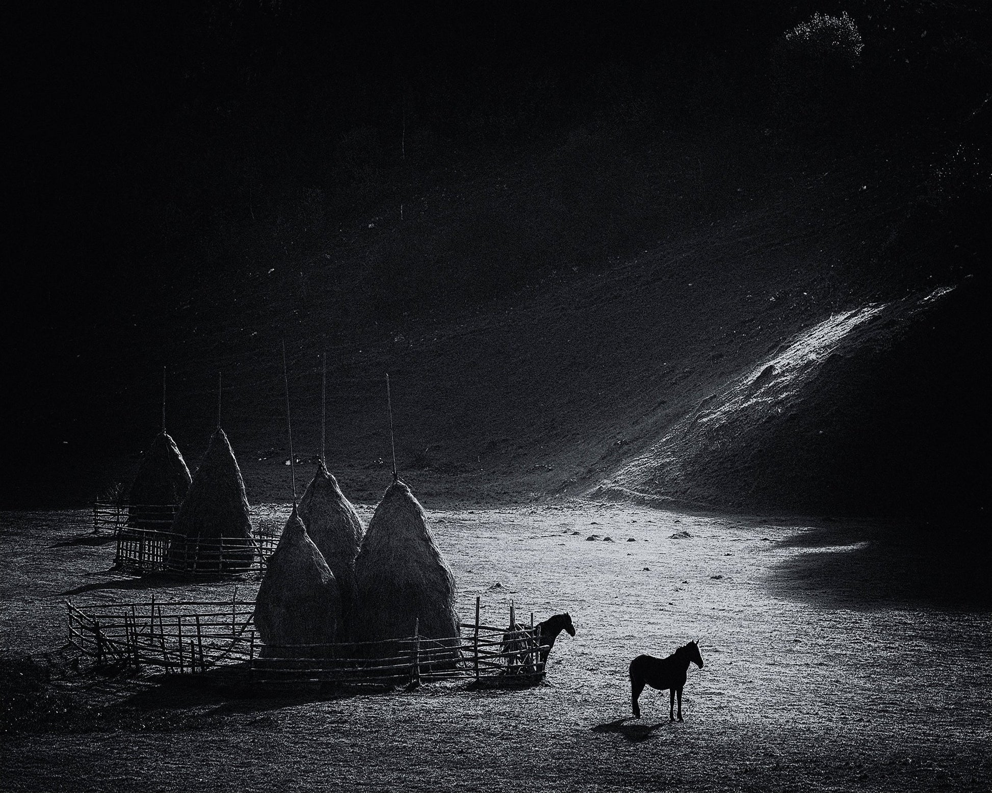Silent Valley Horses