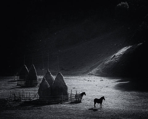 Silent Valley Horses
