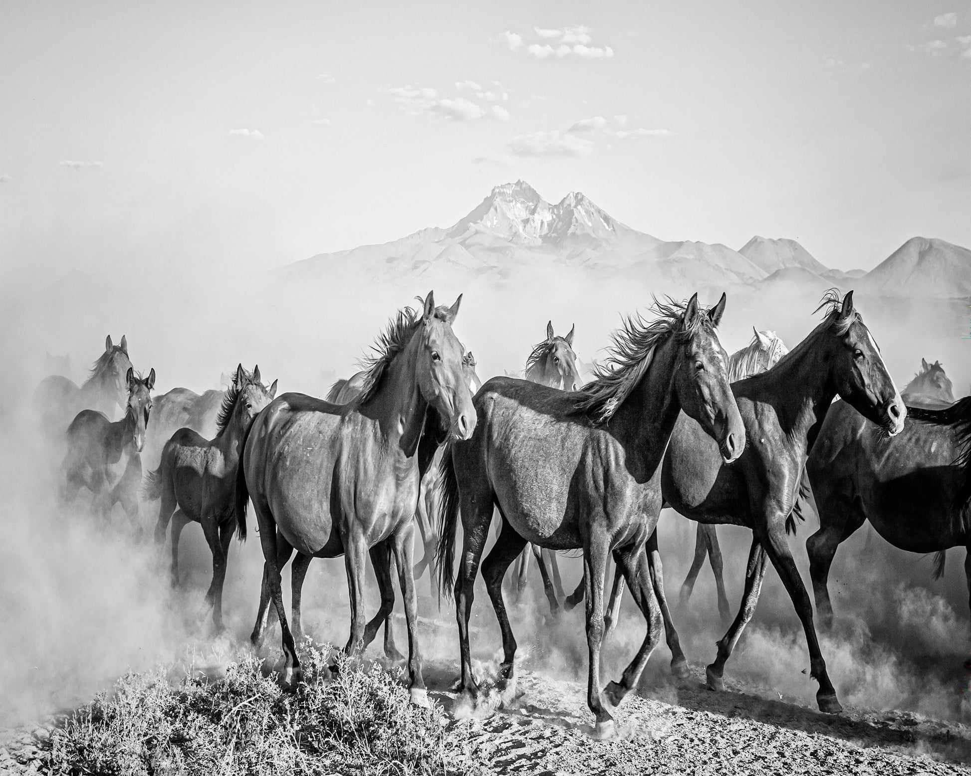 Wild Horses In Motion