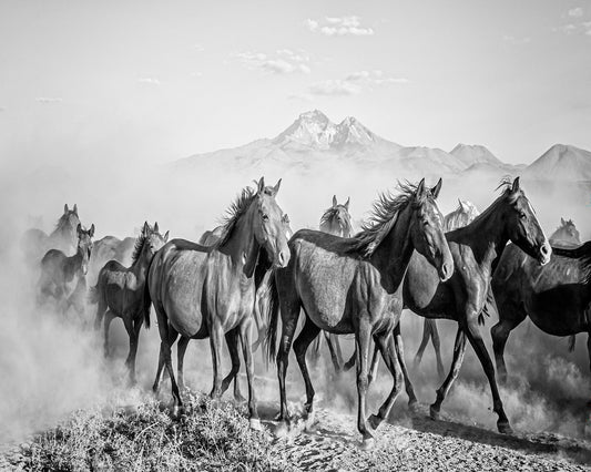 Wild Horses In Motion