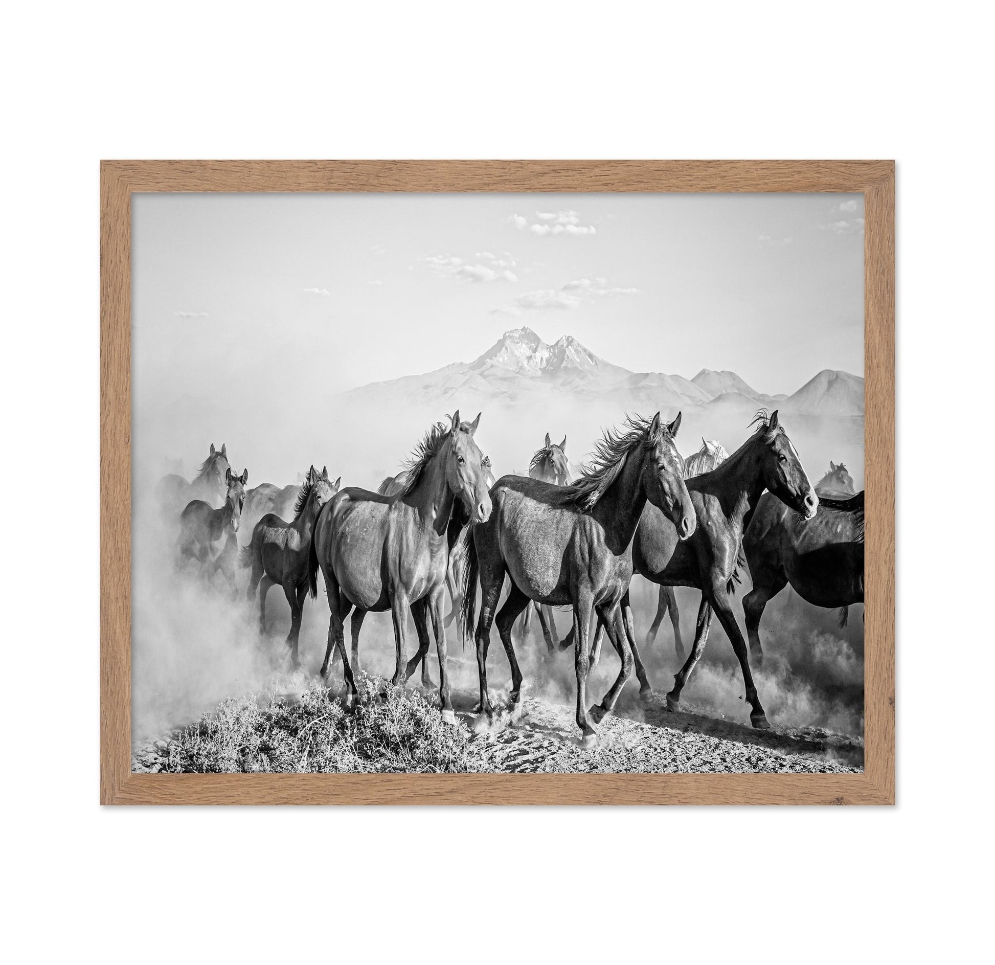 Wild Horses In Motion