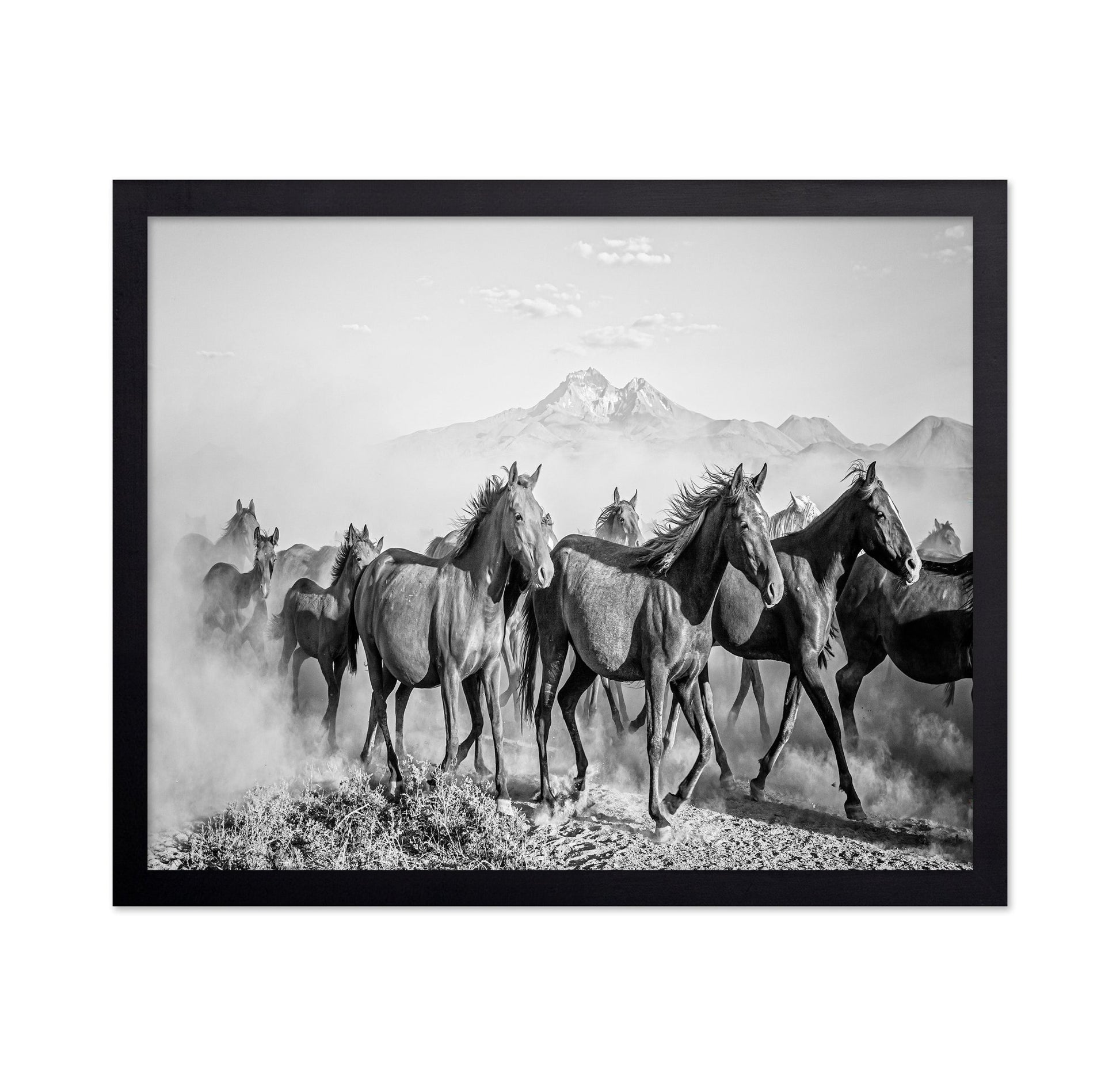 Wild Horses In Motion