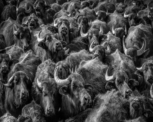 Buffalo Herd Portrait