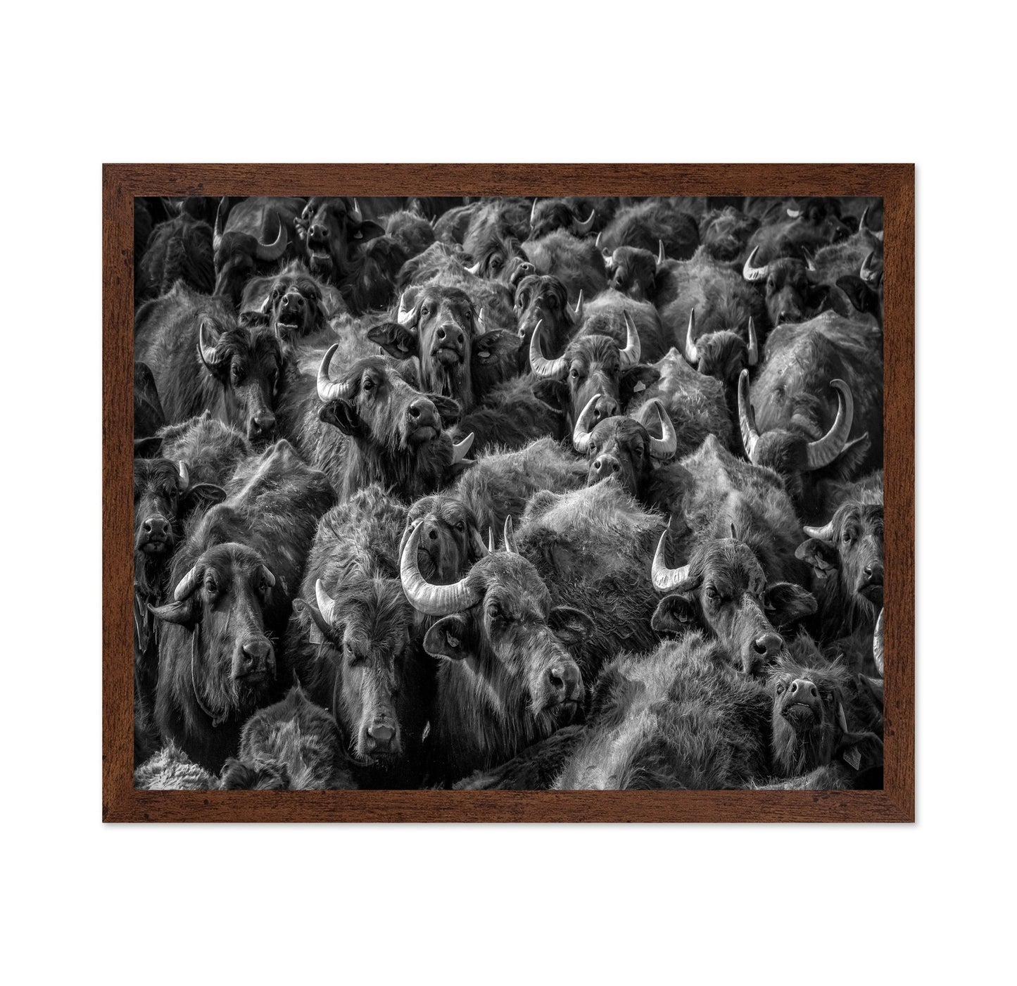 Buffalo Herd Portrait