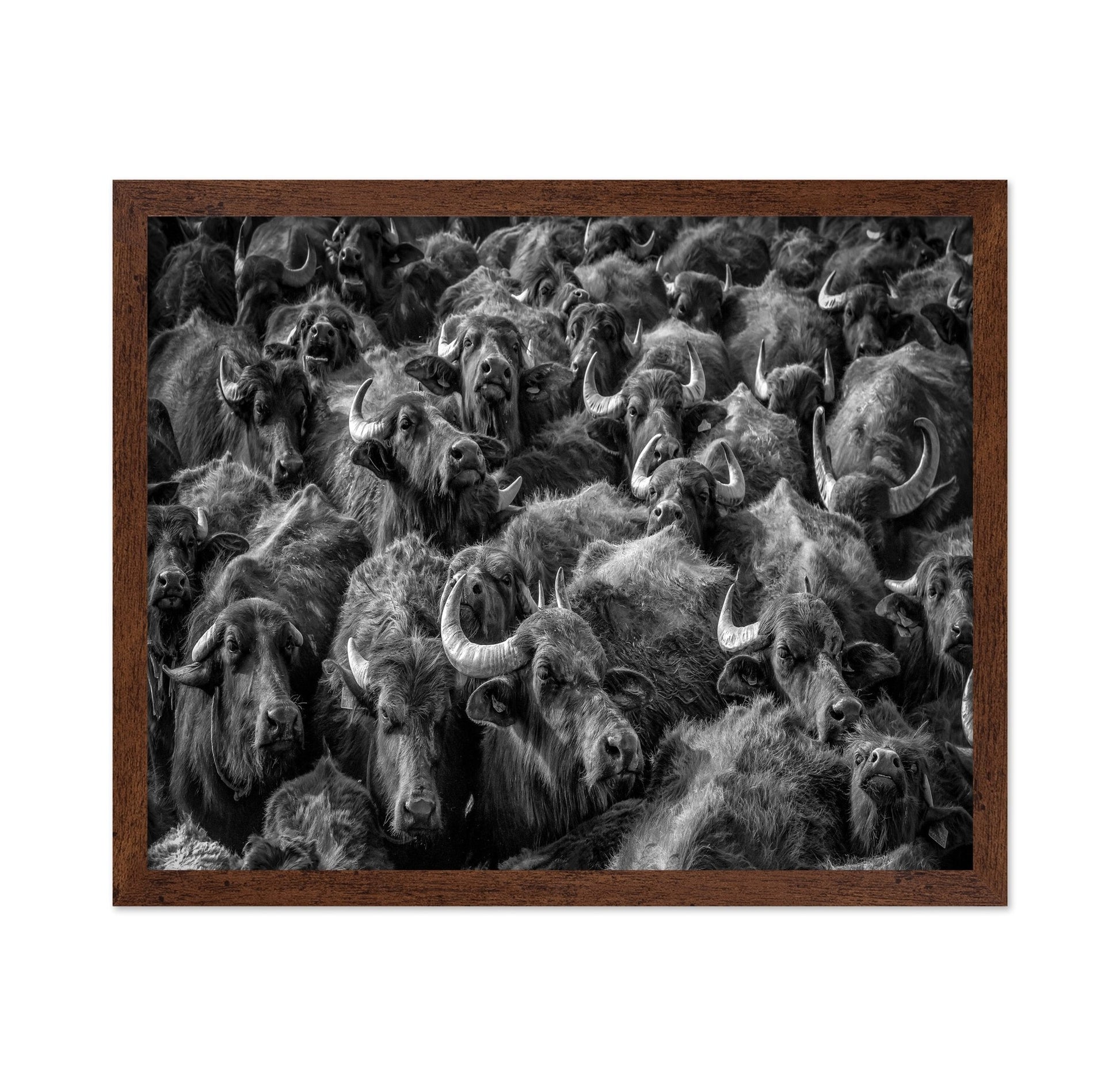 Buffalo Herd Portrait