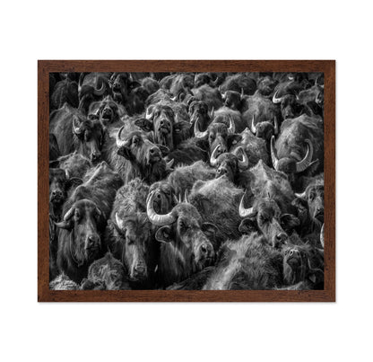 Buffalo Herd Portrait