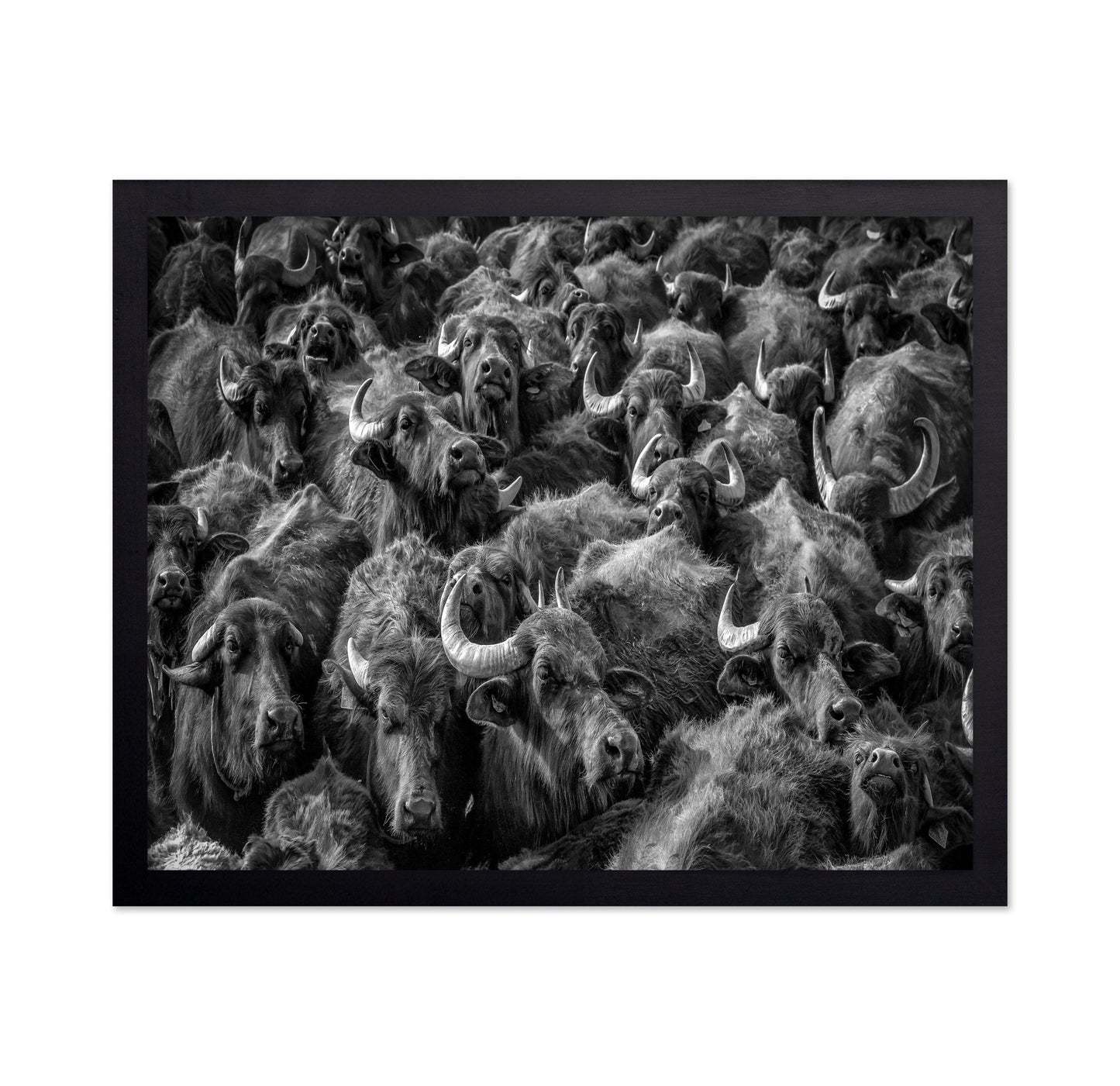 Buffalo Herd Portrait