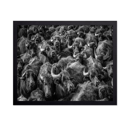 Buffalo Herd Portrait