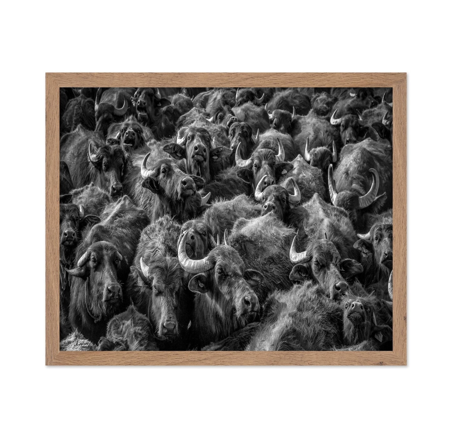 Buffalo Herd Portrait