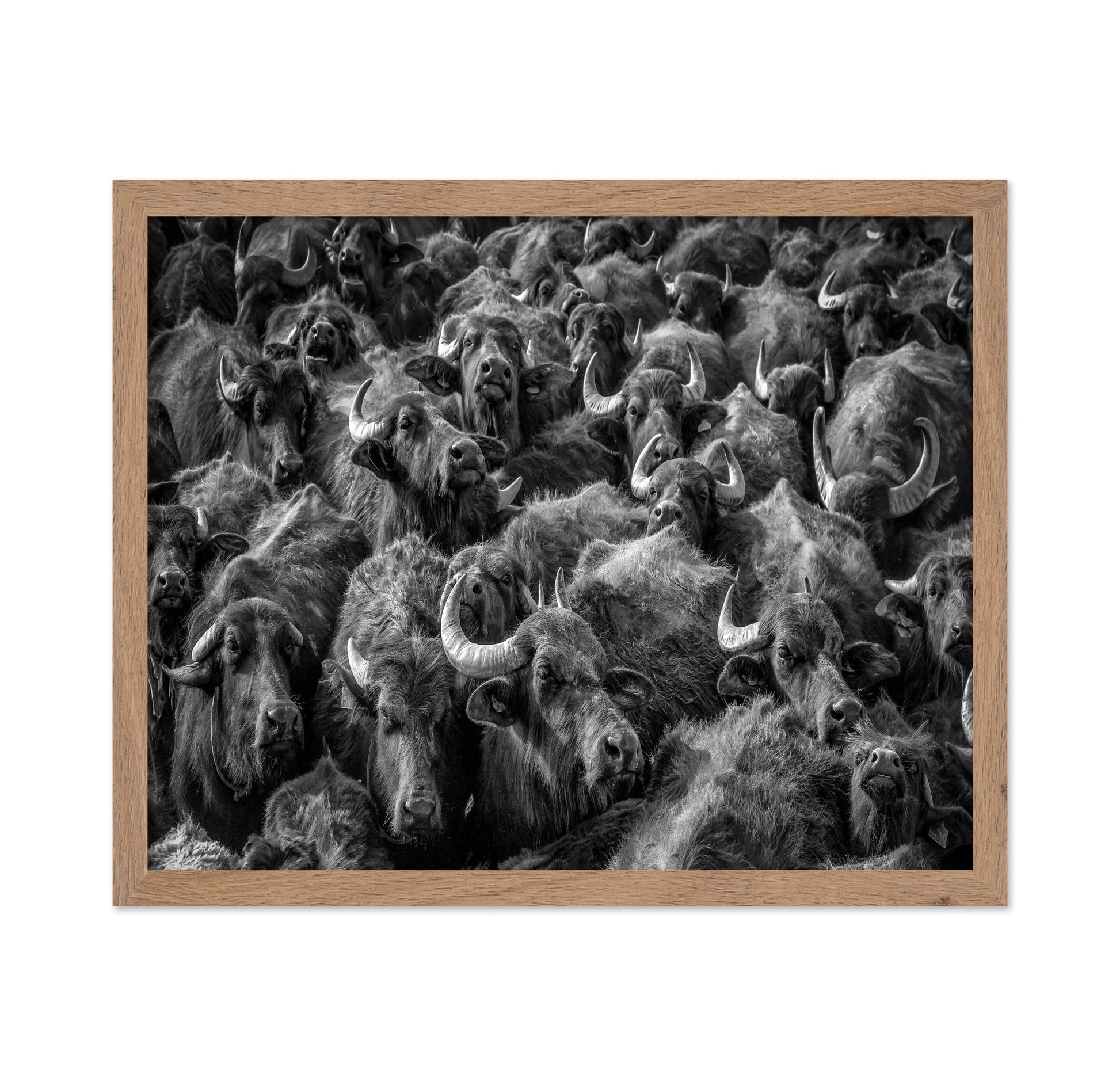 Buffalo Herd Portrait