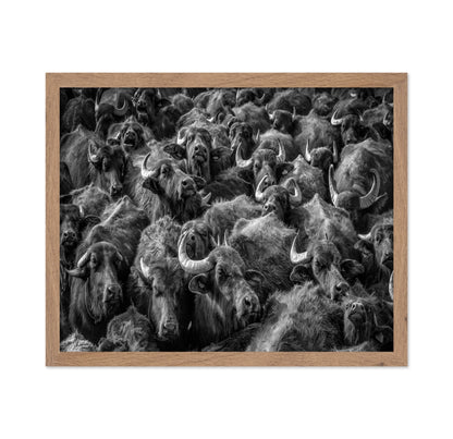 Buffalo Herd Portrait