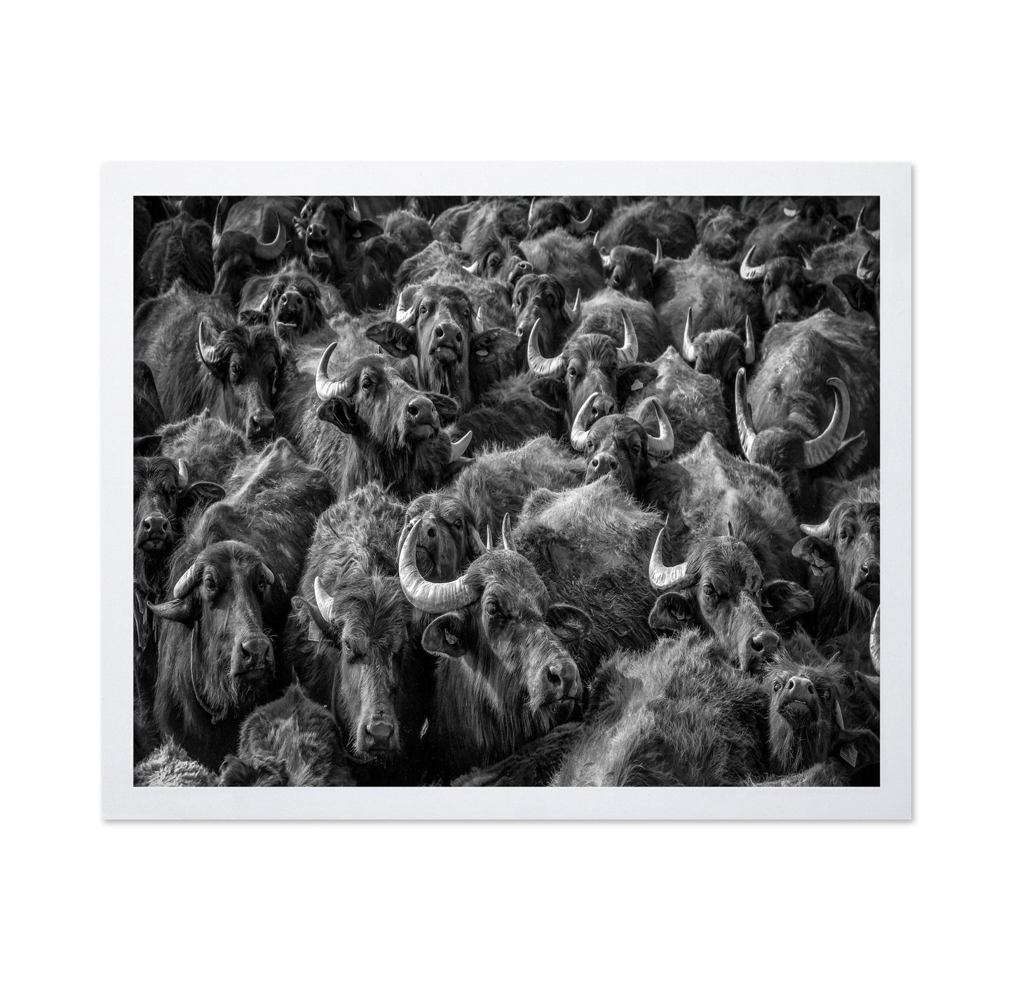 Buffalo Herd Portrait